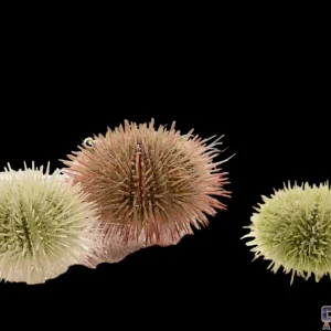 Urchin - Pincushion