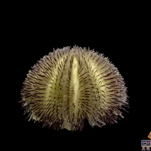 Urchin - Purple