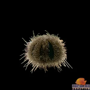 Urchin - Tuxedo