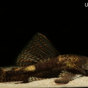 Uruguay Bushynose