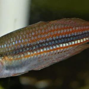 Utchee Creek Ranbowfish