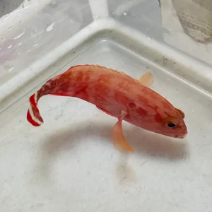 V Tail Grouper