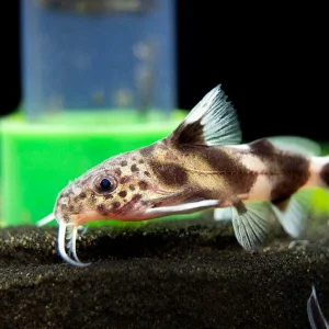 Valentine Zebra Catfish (Synodontis decorus x S. multipunctata), Tank-Bred!
