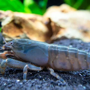 Vampire AKA Viper Shrimp (Atya gabonensis)
