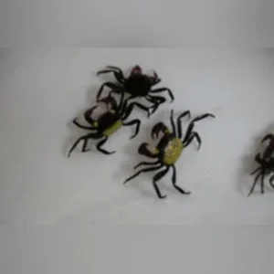 Vampire Crab
