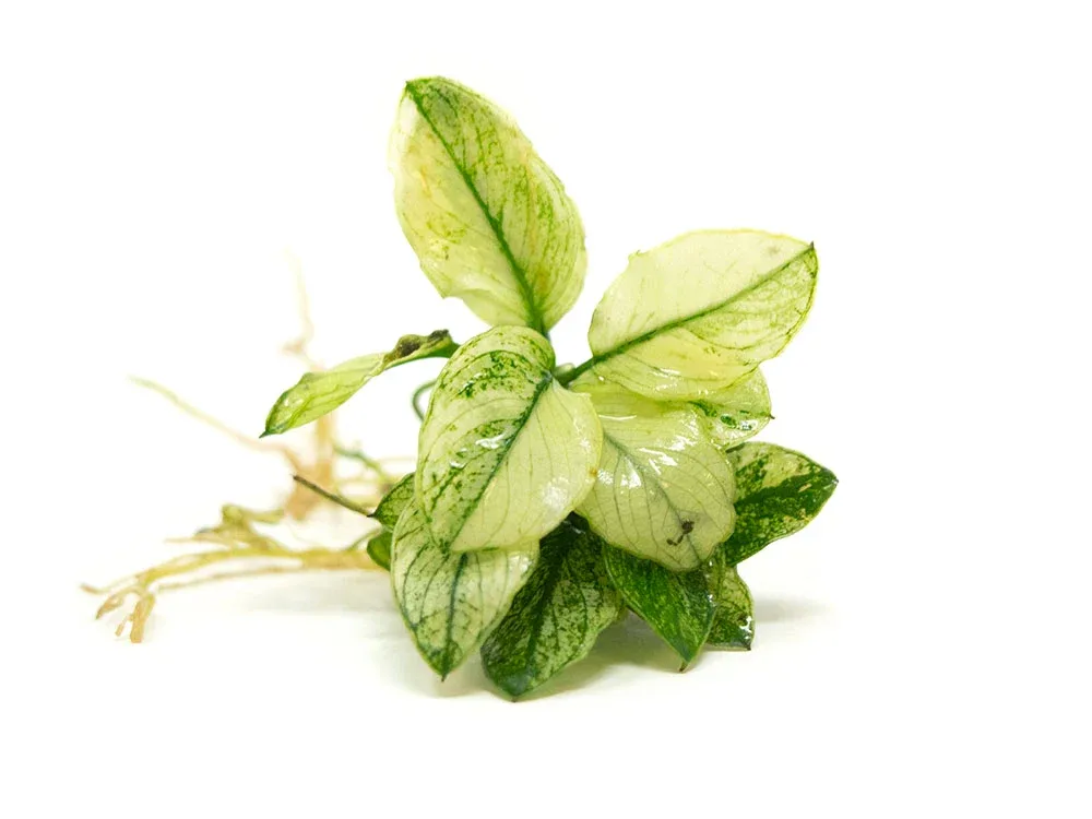 Variegated Anubias Nana (Anubias barteri “Variegated Nana”), bareroot or potted - Image 2