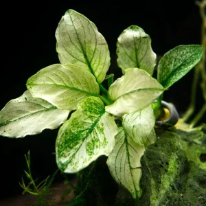 Variegated Anubias Nana (Anubias barteri “Variegated Nana”), bareroot or potted