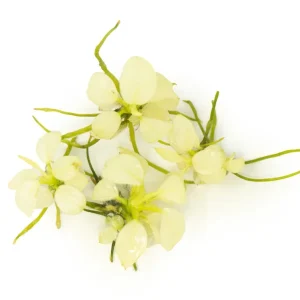 Variegated Anubias Nana (Anubias barteri “Variegated Nana”) Tissue Culture