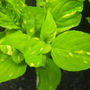 Variegated Corymbosa AKA Nomaphila Variegatus, bunch