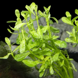 Variegated Moneywort (Bacopa monnieri Variegatus)