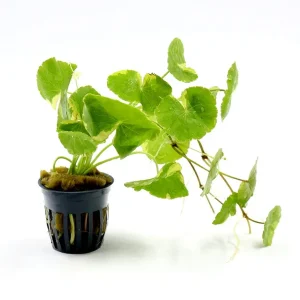 Variegated Pennywort (Hydrocotyle leucocephala "Variegated")