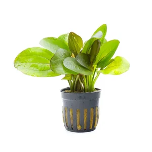 Variegated Sword Plant (Echinodorus horizontalis ‘Variegated’)