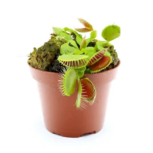 Venus Fly Trap (Dionaea muscipula) - Potted Carnivorous Plant
