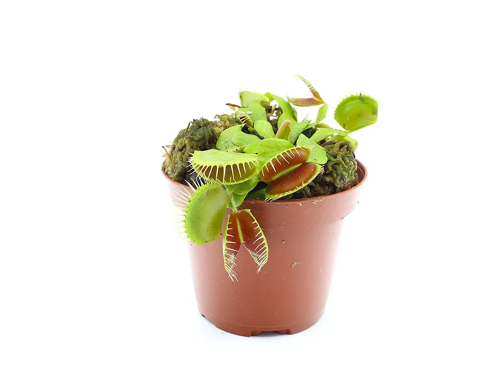 Venus Fly Trap (Dionaea muscipula) - Potted Carnivorous Plant - Image 2