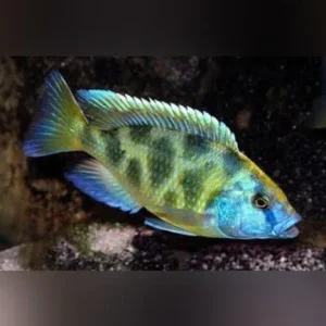 Venustus Cichlid