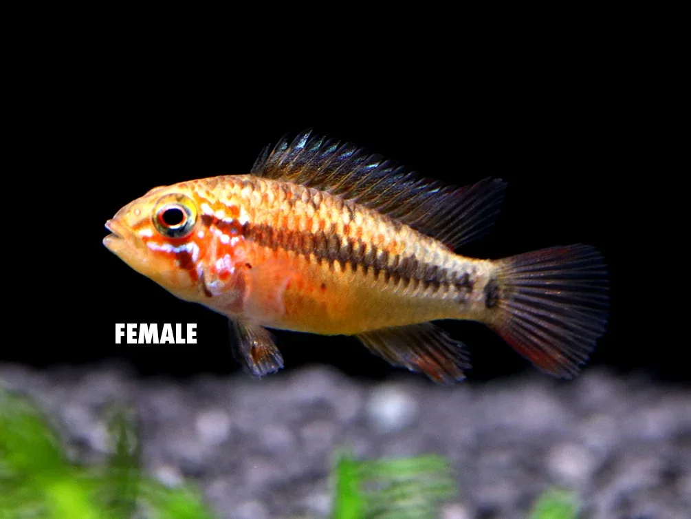 Viejita Dwarf Cichlid (Apistogramma viejita) - Tank Bred! - Image 2