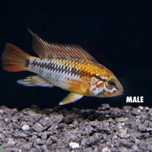 Viejita Dwarf Cichlid (Apistogramma viejita) - Tank Bred!