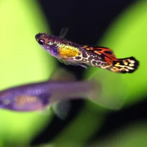 Vienna Guppy (Poecilia reticulata) - Tank Bred