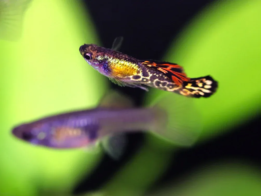 Vienna Guppy (Poecilia reticulata) - Tank Bred