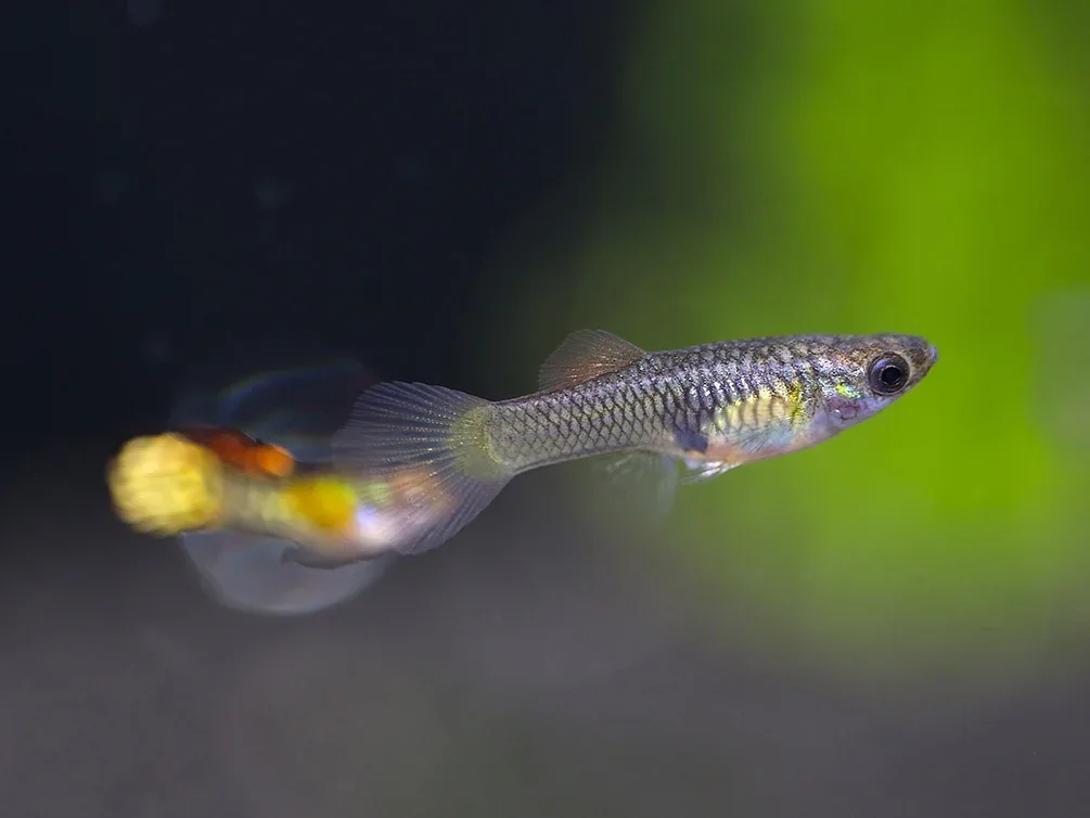 Vienna Guppy (Poecilia reticulata) - Tank Bred - Image 2
