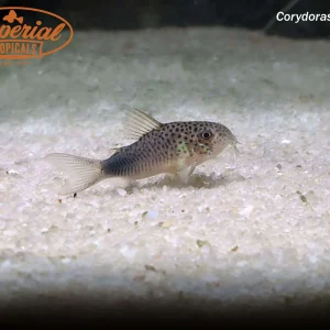 Violet Hoplisoma