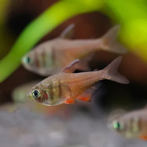 Von Rio Tetra (Hyphessobrycon flammeus) – Tank Bred