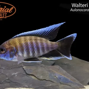 Walteri Peacock