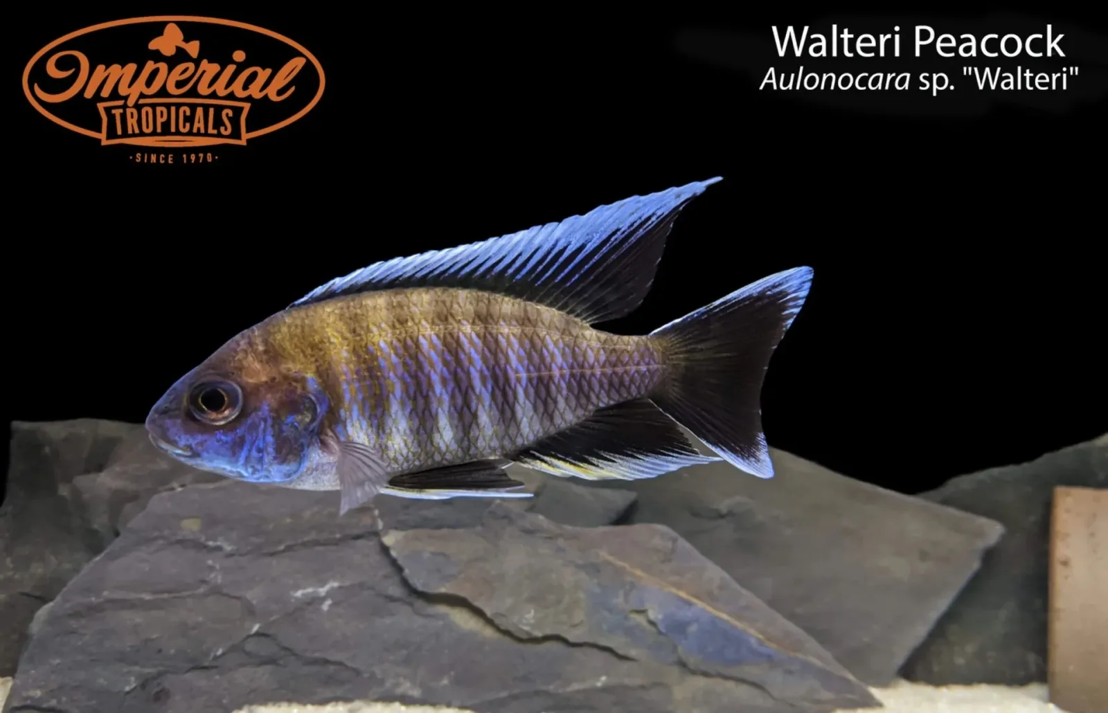 Walteri Peacock