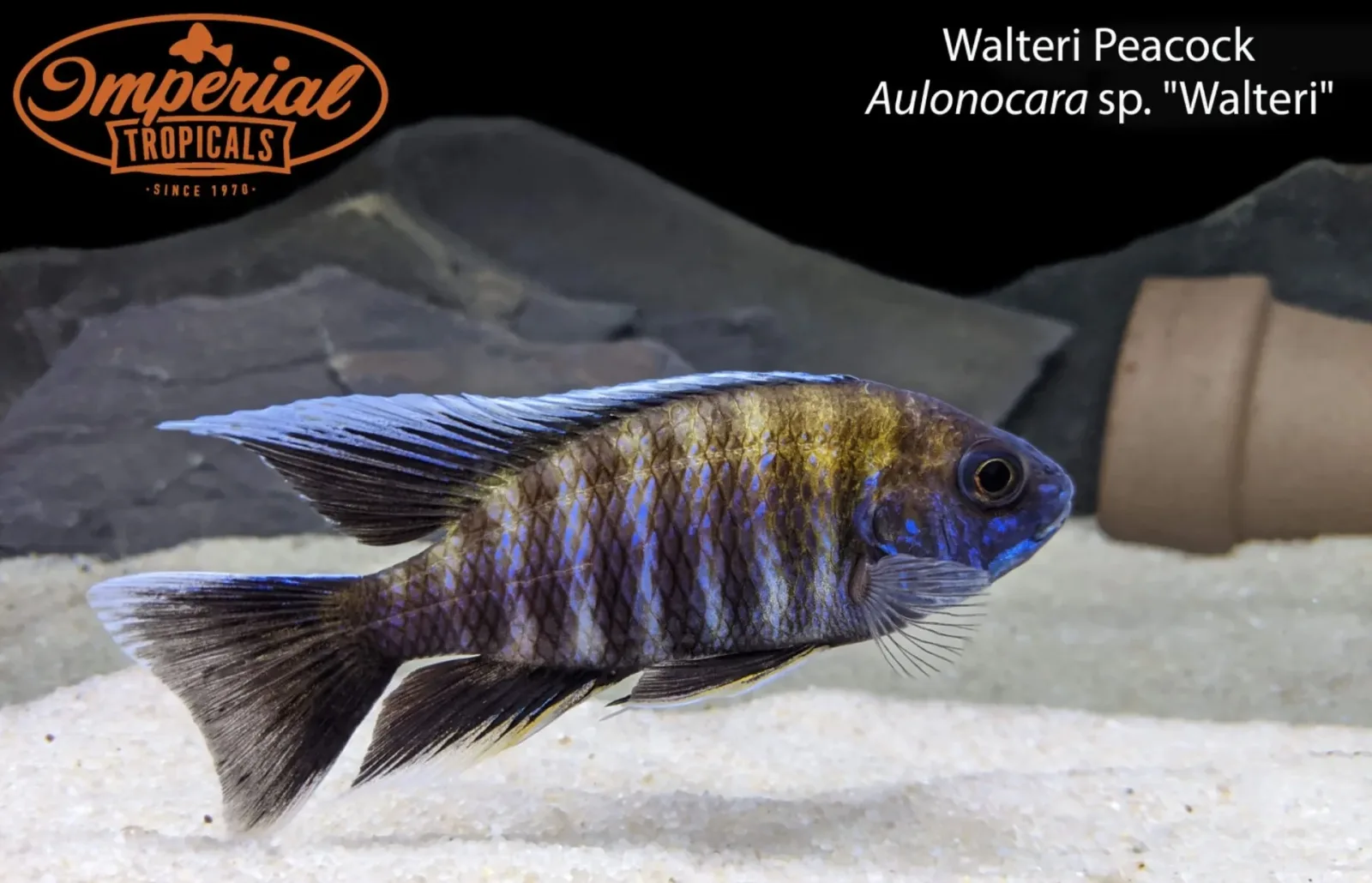 Walteri Peacock - Image 2