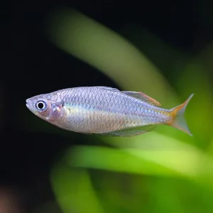 Wapoga Red Laser Rainbowfish (Melanotaenia rubrivittata) - Tank Bred