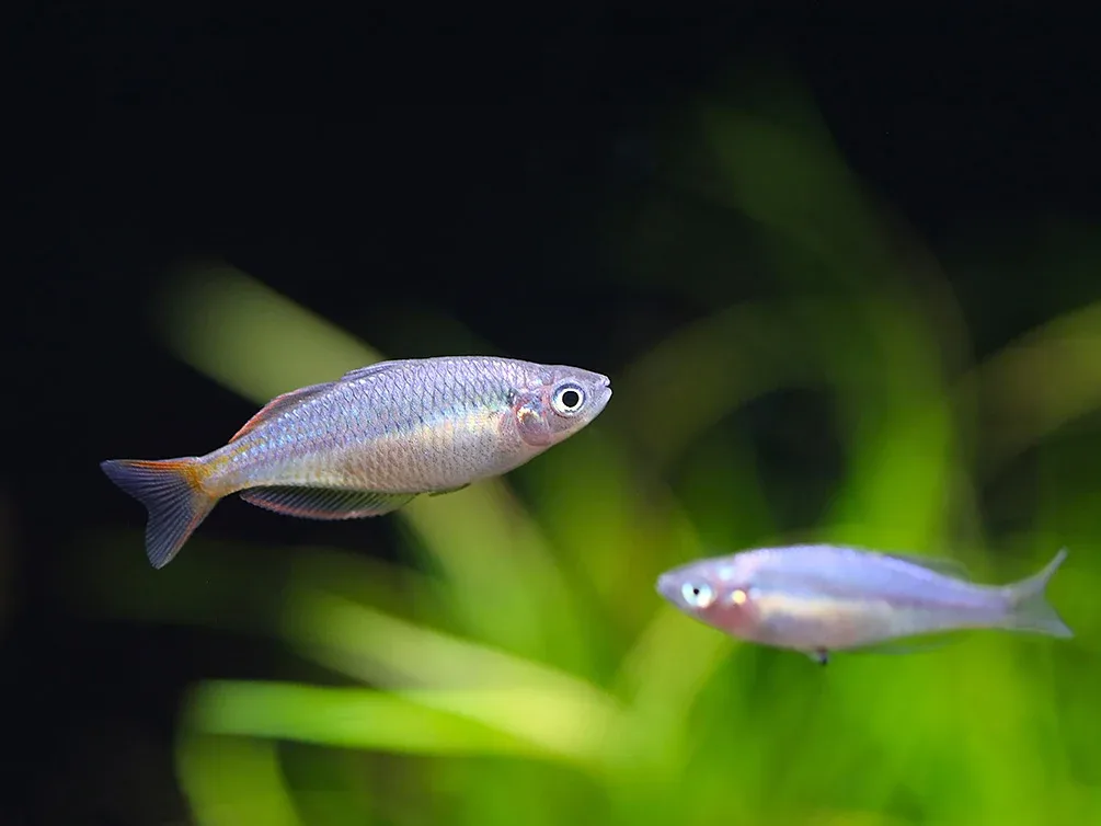 Wapoga Red Laser Rainbowfish (Melanotaenia rubrivittata) - Tank Bred - Image 2