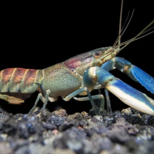 Warsamson River Crayfish (Cherax Warsamsonicus)
