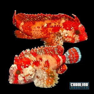 Waspfish - Red Pygmy