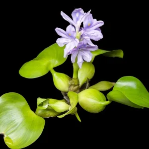 Water Hyacinth (Eichornia crassipes), Regular and Jumbo