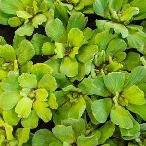 Water Lettuce (Pistia stratiotes), Regular and Jumbo