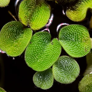Water Spangles (Salvinia minima)