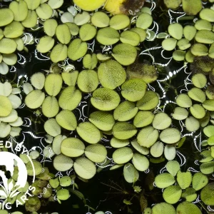 Water Spangles (Salvinia minima), Aquatic Arts Grown!