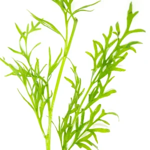 Water Sprite aka Indian Water Fern (Ceratopteris thalictroides)