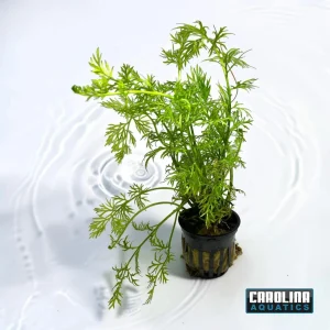 Water Sprite Potted
