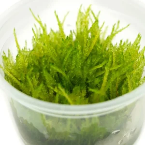 Weeping Moss (Vesicularia ferrieri) Tissue Culture