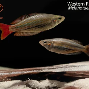Western Rainbowfish