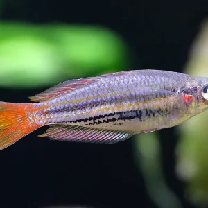 Western Rainbowfish (Melanotaenia australis) – Tank Bred