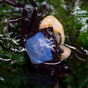 White Arm Blue Borneo Crab (Thaksinthelphusa sp. ' White Arm Blue Borneo')