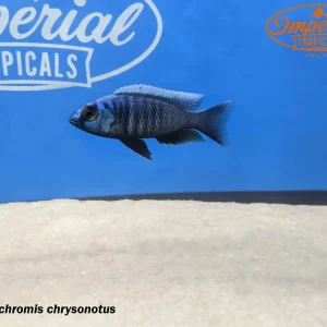 White Blaze Copadichromis