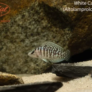 White Calvus
