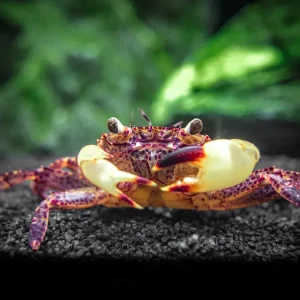 White Claw Towuti Crab (Syntripsa flavichela)