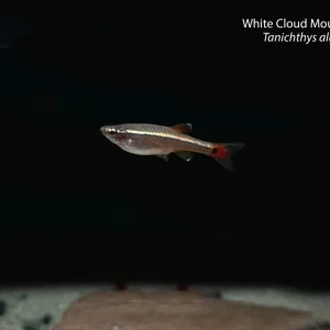 White Cloud Mountain Minnow