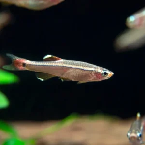 White Cloud Mountain Minnow (Tanichthys albonubes), Tank-Bred