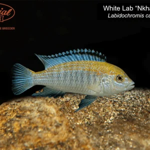 White Lab "Nkhata Bay"