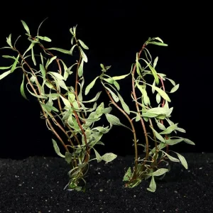 White Ludwigia | SD-2